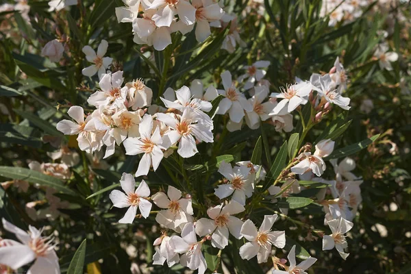 Milano Marittima Włochy Lipca 2017 Oleander — Zdjęcie stockowe