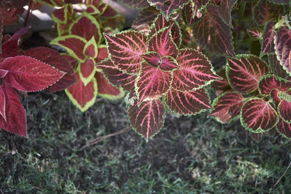 Vista Plectranthus Scutellarioide — Foto de Stock