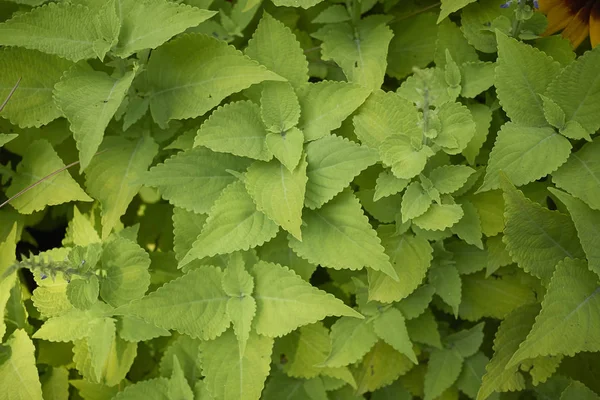 Pohled Rostliny Coleus Zahradě — Stock fotografie