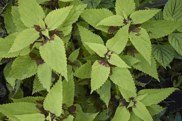 Вид Скютеллариоидное Растение Plectranthus — стоковое фото