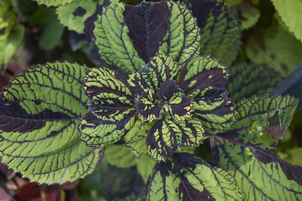 Pohled Rostlinu Plectranthus Scutellarioide — Stock fotografie