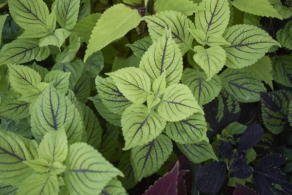 Pohled Rostlinu Plectranthus Scutellarioide — Stock fotografie