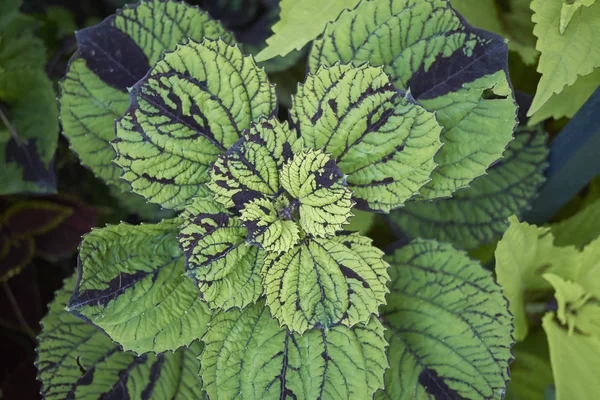 Pohled Rostlinu Plectranthus Scutellarioide — Stock fotografie