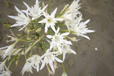 Denize yakın pancratium maritimum çiçekleri