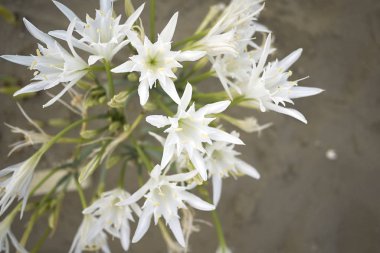 Denize yakın pancratium maritimum çiçekleri