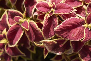 Bir bahçede Plectranthus scutellarioide bitkiler