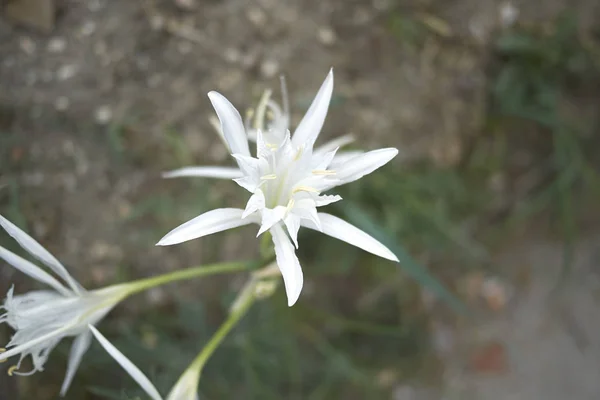 Pancratium Mikołajek Kwiat Pobliżu Morza — Zdjęcie stockowe