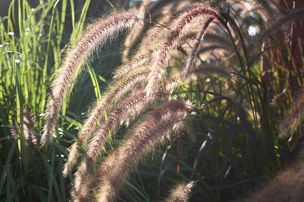 Bir Bahçede Pennisetum Setaceum — Stok fotoğraf