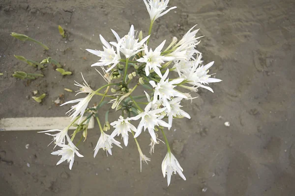 Pancratium Mikołajek Kwiaty Pobliżu Morza — Zdjęcie stockowe