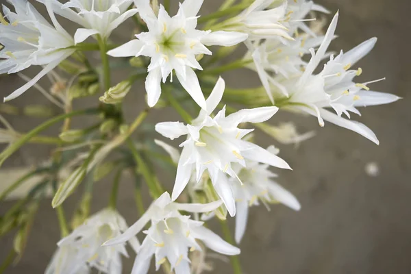 Квіти Мавританського Панкратію Біля Моря — стокове фото