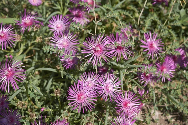 Mesembryanthemum Fleur Rose Dans Une Fleur — Photo