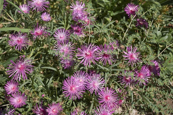 Mesembryanthemum Flor Rosa Una Flor —  Fotos de Stock