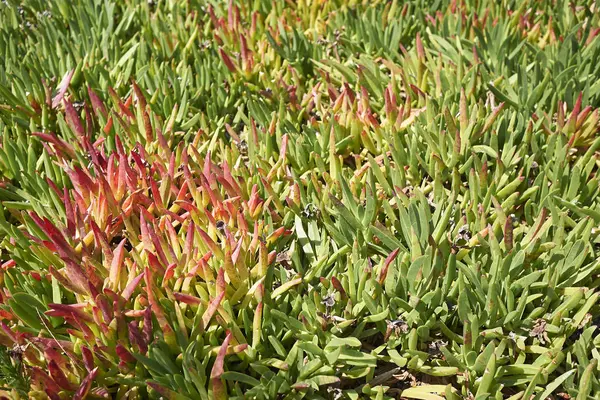 Carpobrotus Planta Suculenta Jardín — Foto de Stock