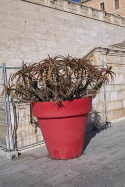 Cagliari, İtalya - 11 Kasım 2017 : Aloe büyük kırmızı vazoda
