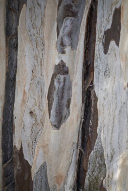 Okaliptüs ağacı kabuğu görünümü