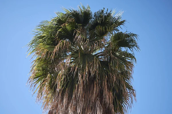 Vista Uma Palmeira — Fotografia de Stock