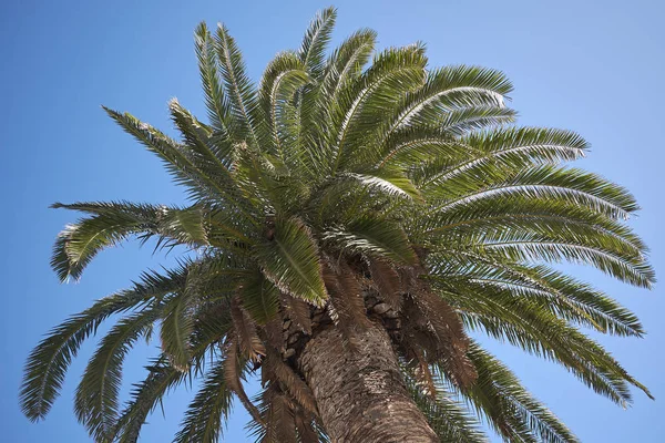 Palms Tree Garden — Stock Photo, Image