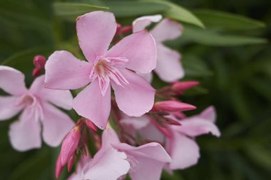 Pembe oleander çiçeklenme görünümü