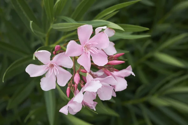Вид Соцветие Розового Олеандра — стоковое фото