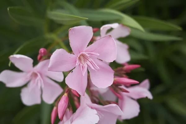 Uitzicht Roze Oleander Bloeiwijze — Stockfoto