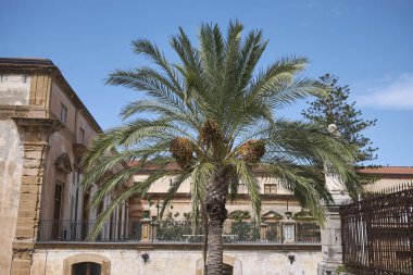 Cefalu, İtalya - 09 Eylül 2018: Cefalu cathedra yakınlarındaki palmiye