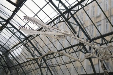 Palermo, İtalya - 06 Eylül 2018 : Palermo Botanik Bahçeleri'nde Pterodactylus heykeli