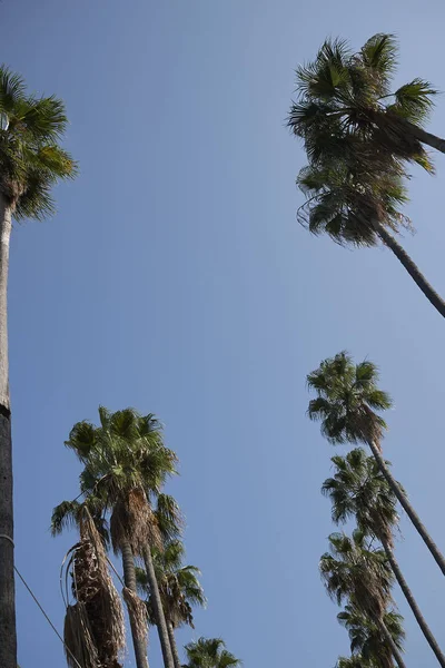 Palermo Italy September 2018 View Palms Villa Giulia — Stock Photo, Image