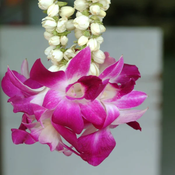 Detalhe Uma Flor Orquídea — Fotografia de Stock