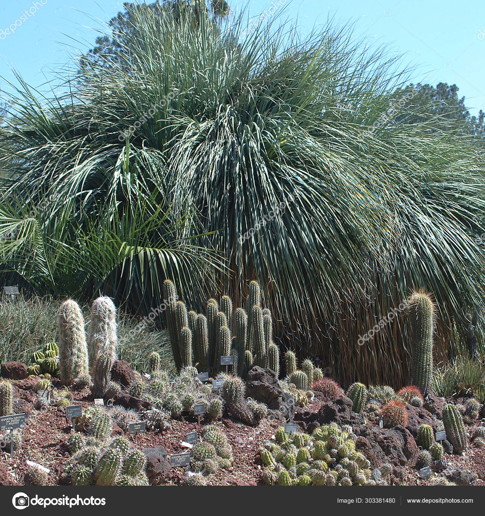 Pasadena United States March 2003 Huntington Botanical Gardens