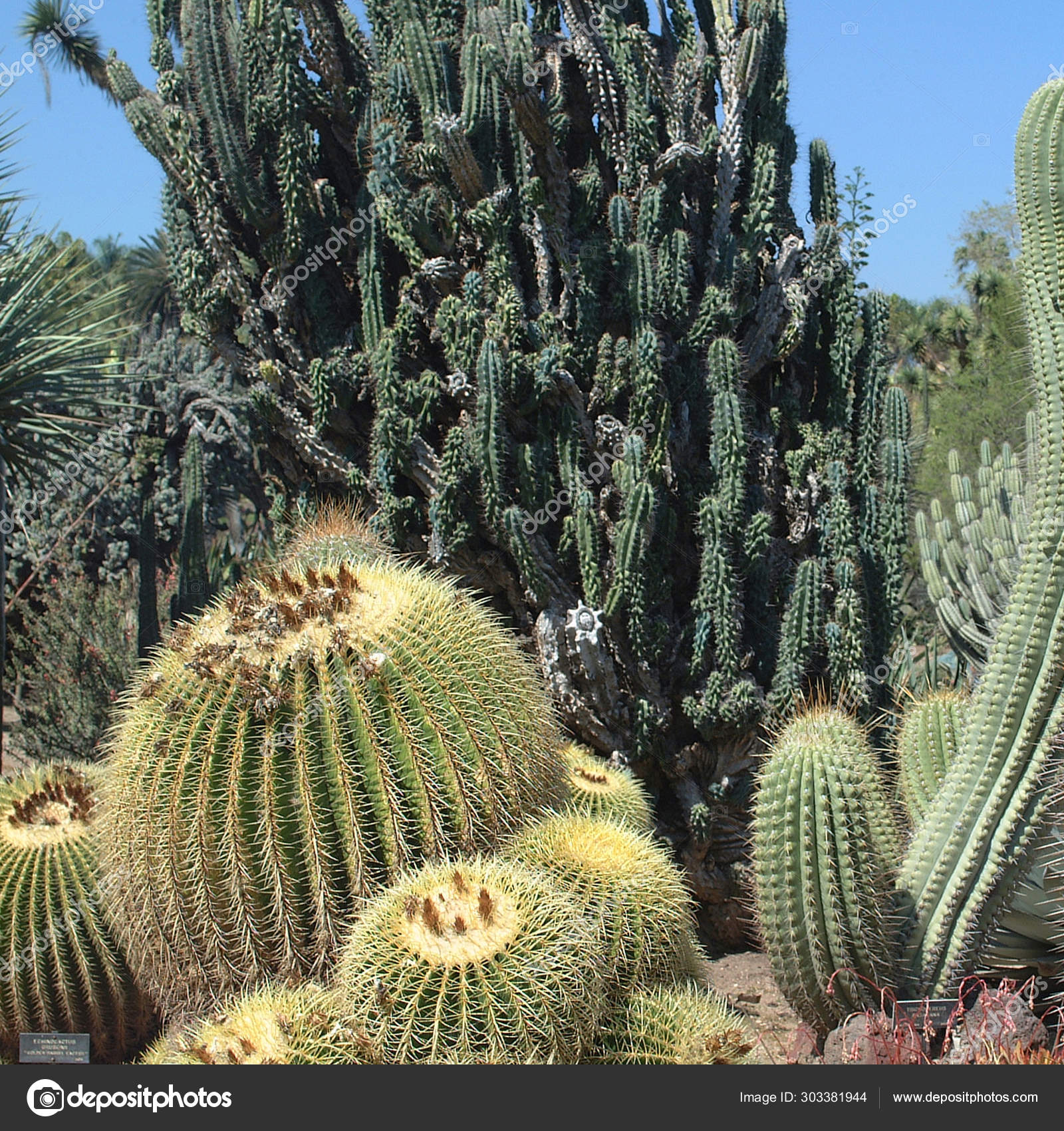 Pasadena United States March 2003 Huntington Botanical Gardens