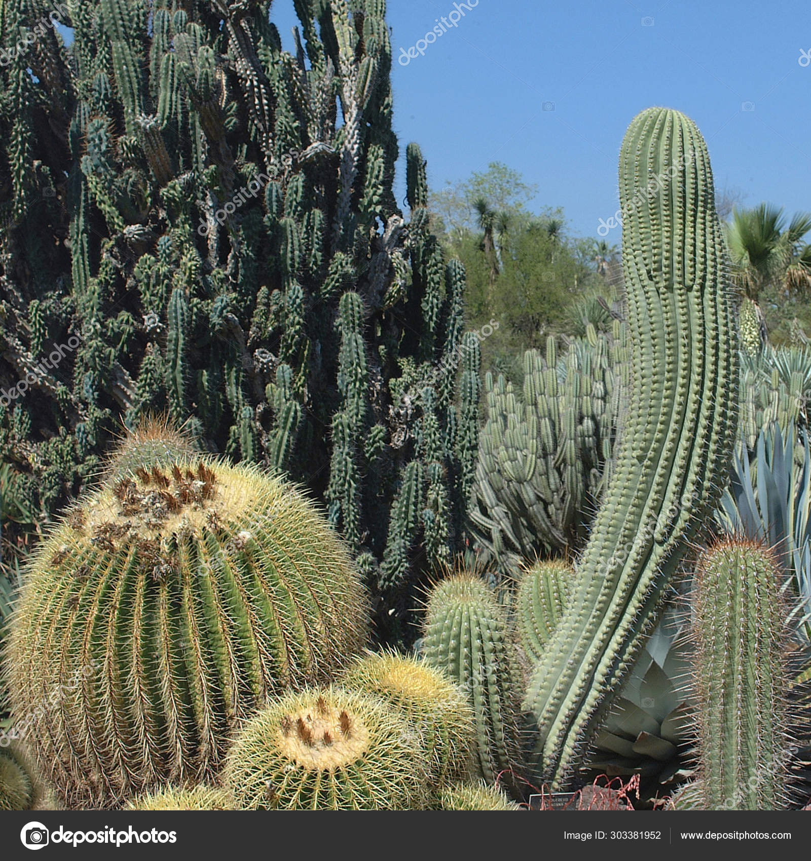 Pasadena United States March 2003 Huntington Botanical Gardens