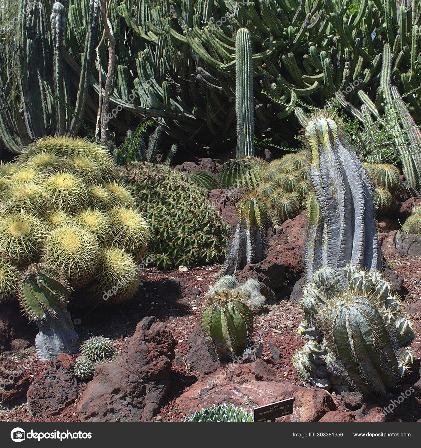 Pasadena United States March 2003 Huntington Botanical Gardens