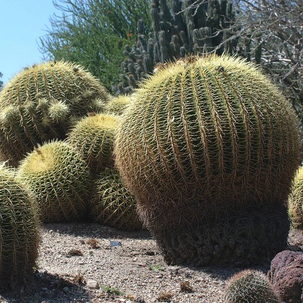 Echinocactus Grusonii Einem Garten — Stockfoto