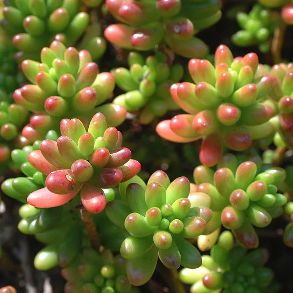 sedum rubrotinctum yakın