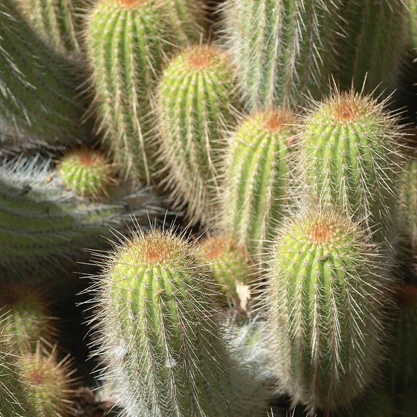 Planta Cacto Perto — Fotografia de Stock