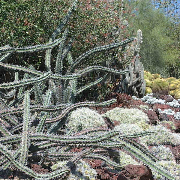 Vue Jardin Cactus — Photo