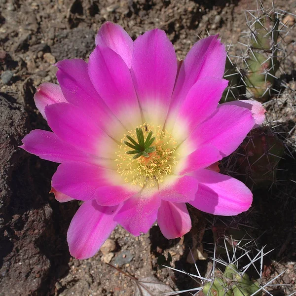 Echinocereus Enneacanthus Con Flores Rosadas —  Fotos de Stock