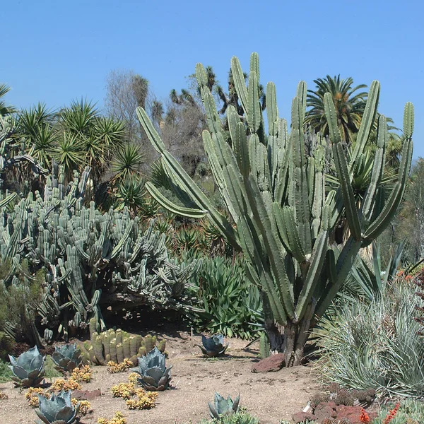 Pasadena Yhdysvallat Maaliskuuta 2003 Huntington Botanical Gardens — kuvapankkivalokuva