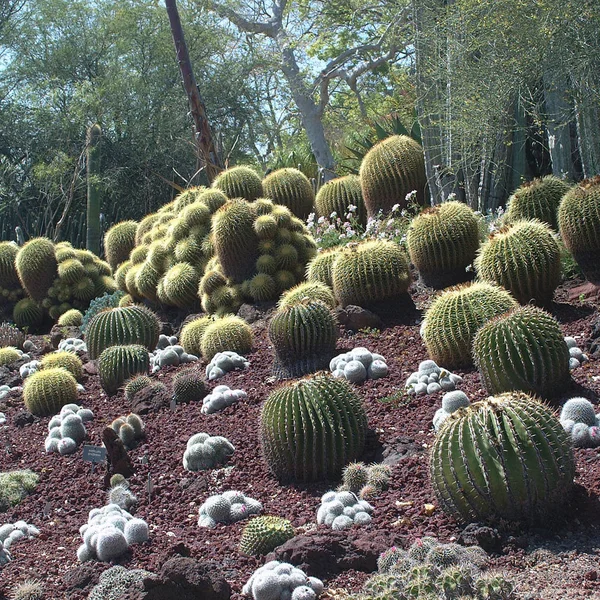 Pasadena États Unis Mars 2003 Huntington Botanical Gardens — Photo