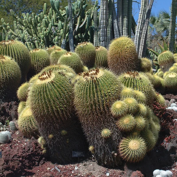 Pasadena Vereinigte Staaten März 2003 Der Botanische Garten Von Huntington — Stockfoto