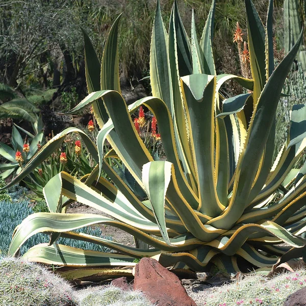 Agave Americana Pflanze Einem Garten — Stockfoto