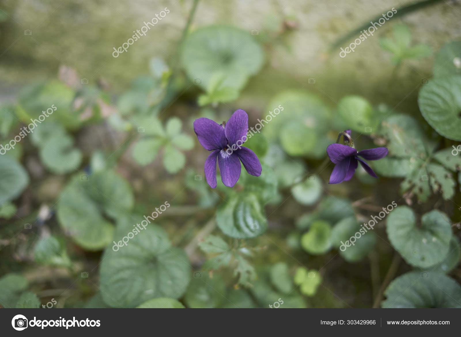 Viola Odorata Flower Close ⬇ Stock Photo, Image by © simona171 303429966