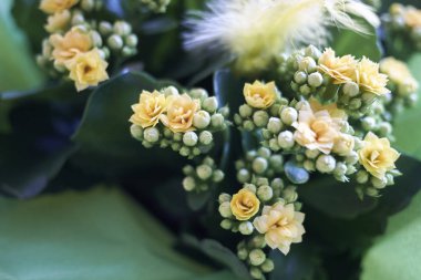 Sarı çiçekler Kalanchoe yakın