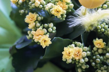 Sarı çiçekler Kalanchoe yakın
