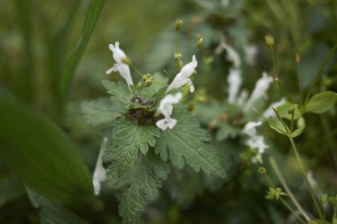 Lamium bifidum çiçekler yakın