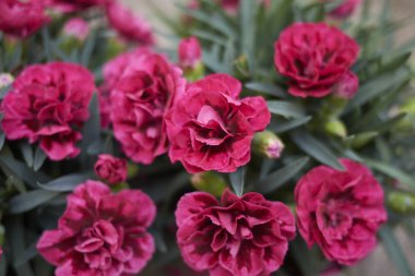 Dianthus kırmızı çiçekler yakın