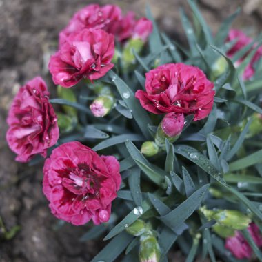 Dianthus kırmızı çiçekler yakın