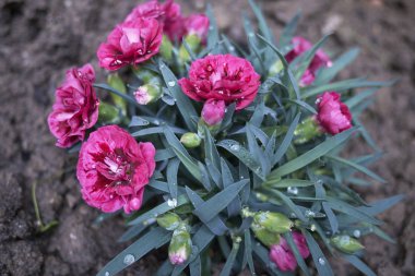Dianthus kırmızı çiçekler yakın
