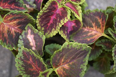 Coleus blumei yakın bırakır