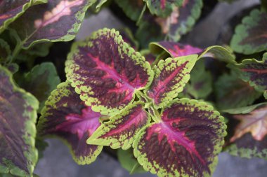 Coleus blumei yakın bırakır